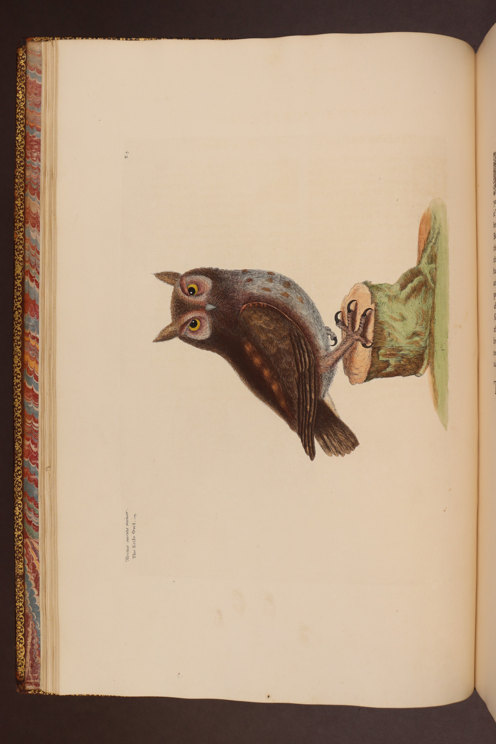 Plate 7